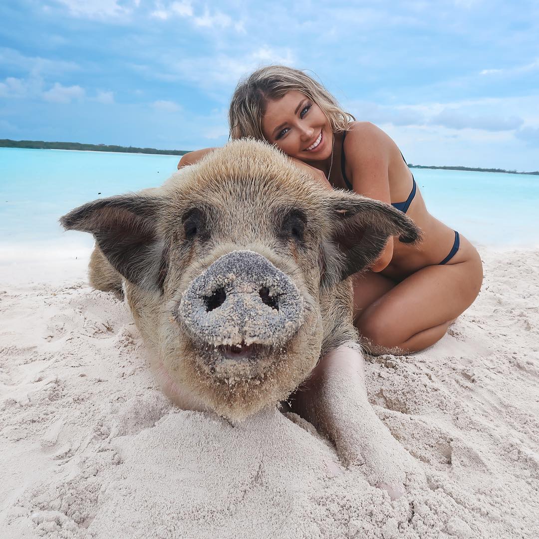 When pigs swim and Bahama tourists dive in with them